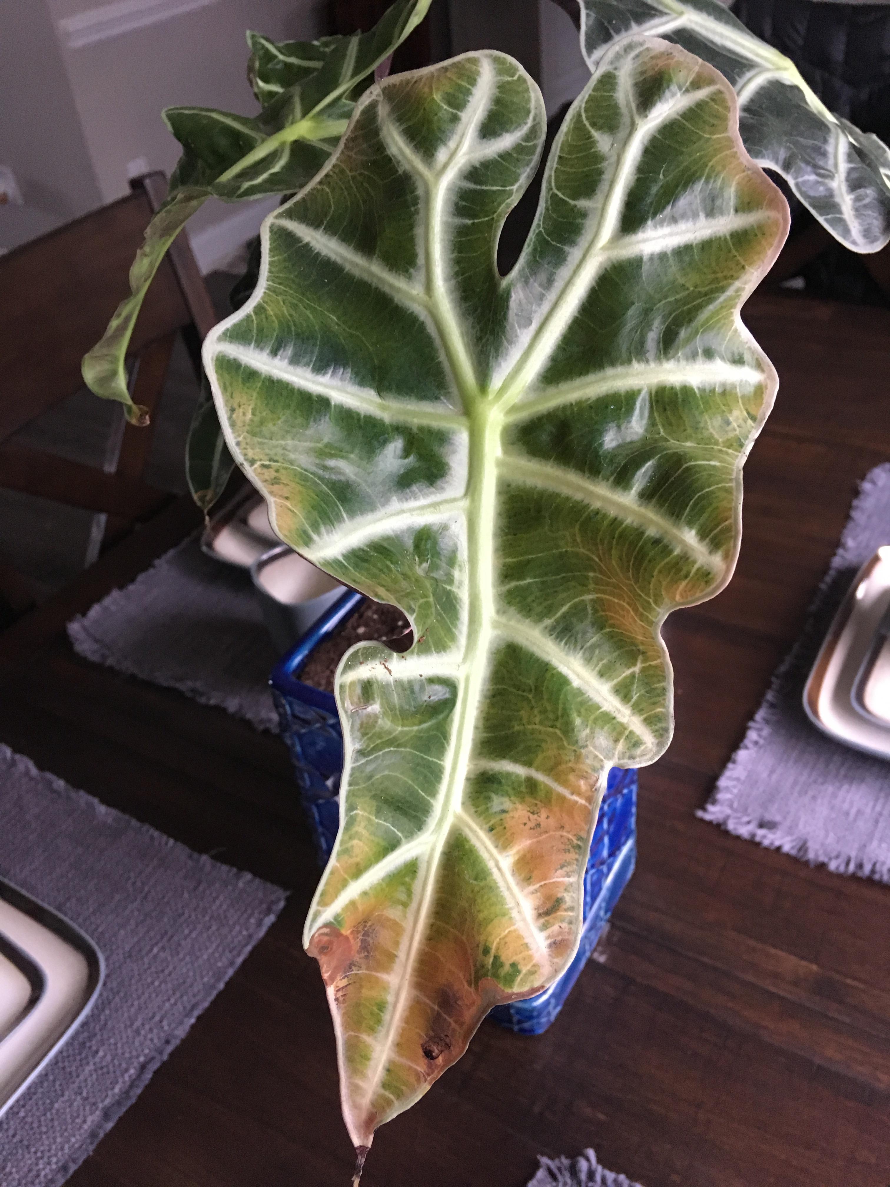 Elephant Ear Overwatering: Simple Tips to Avoid It.