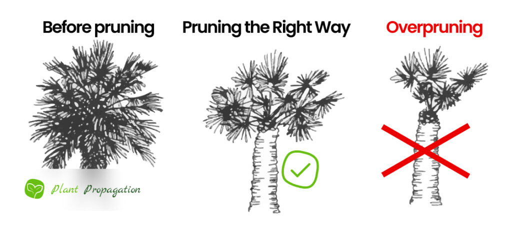 How to prune a majesty palm: Step-by-step guide for beginners!
