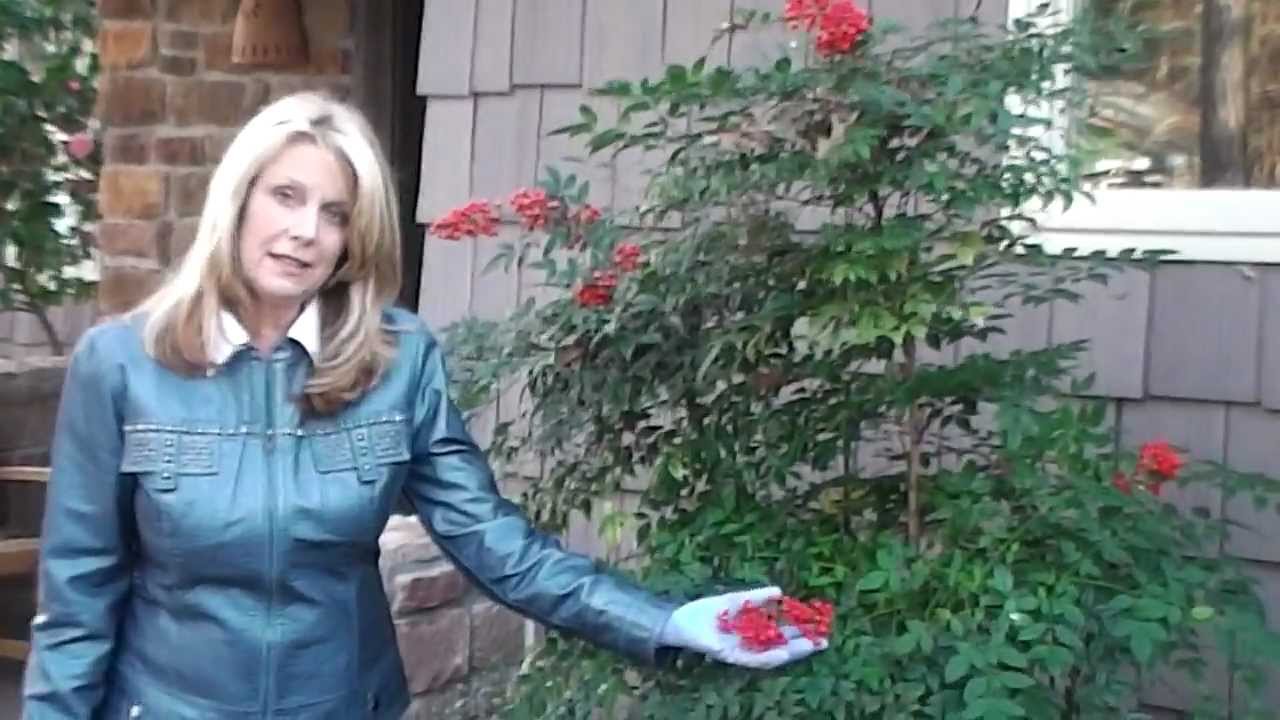 How to Do Heavenly Bamboo Nandina Pruning? Simple Steps for Beginners.