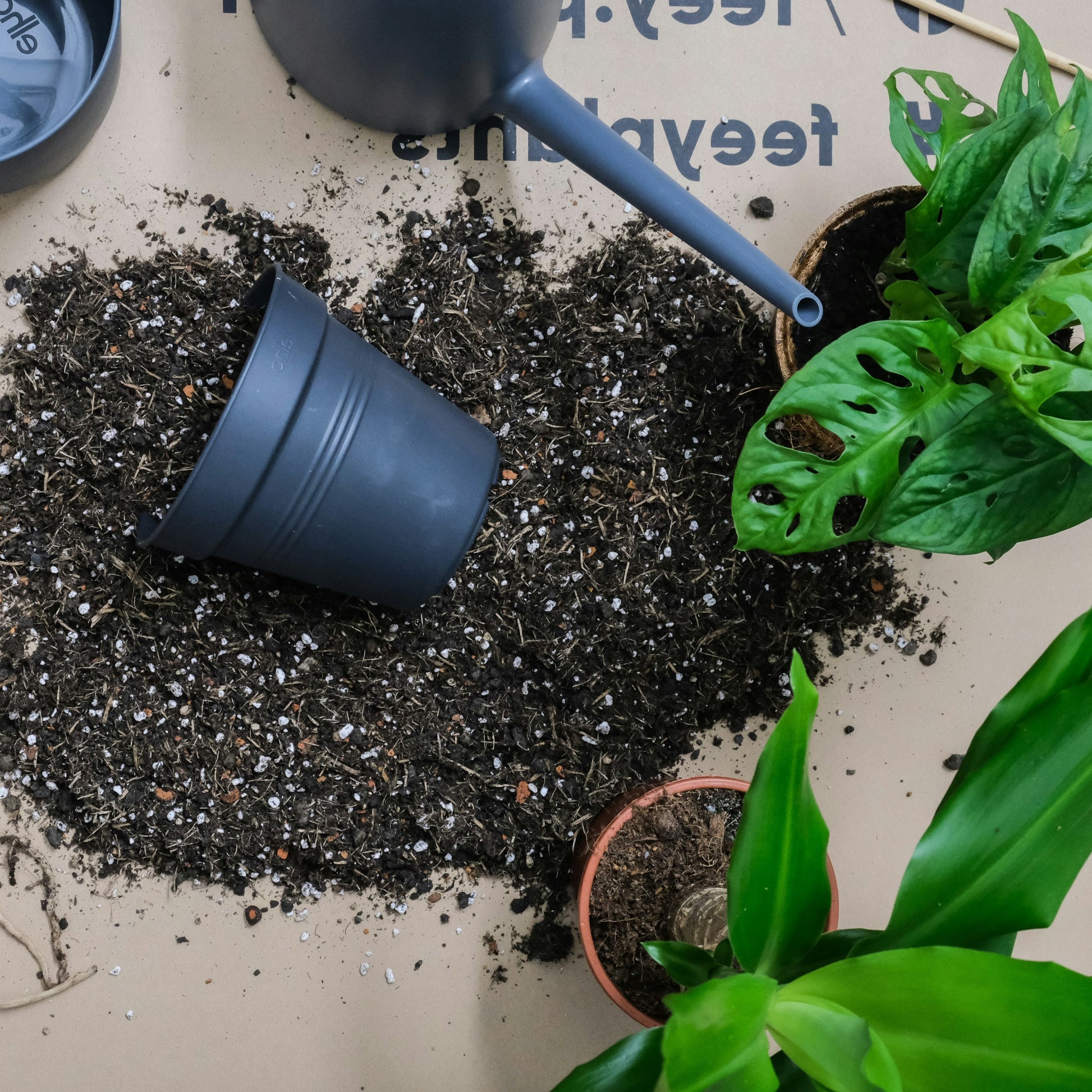 Looking for plant repotting service near me? We can help you find it!