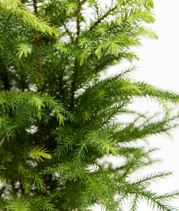 Norfolk Pine Temperature: Avoid These Mistakes for a Lush, Green Tree!