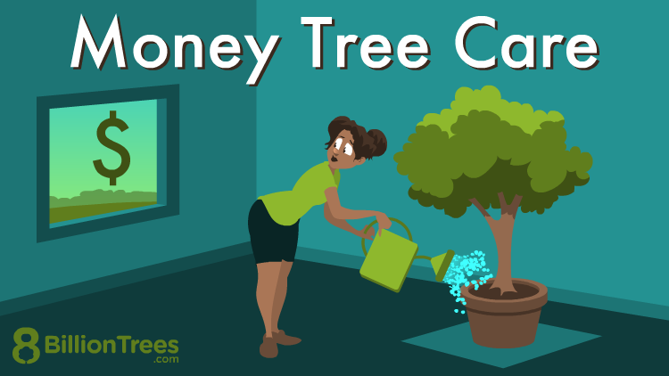Avoid These Common Money Tree Diseases: Simple Tips For Beginners!