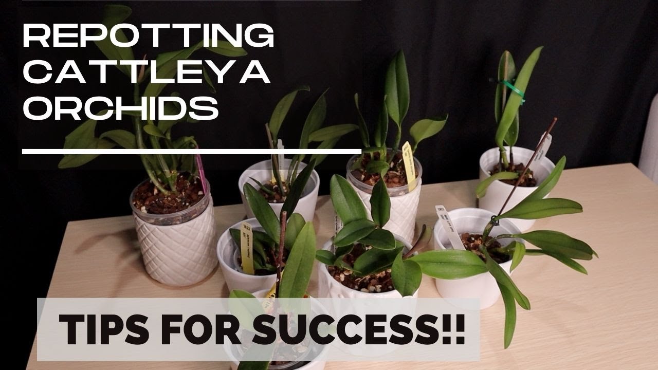 When to Repot Cattleya Orchids: Signs Its Time and Tips for Success.