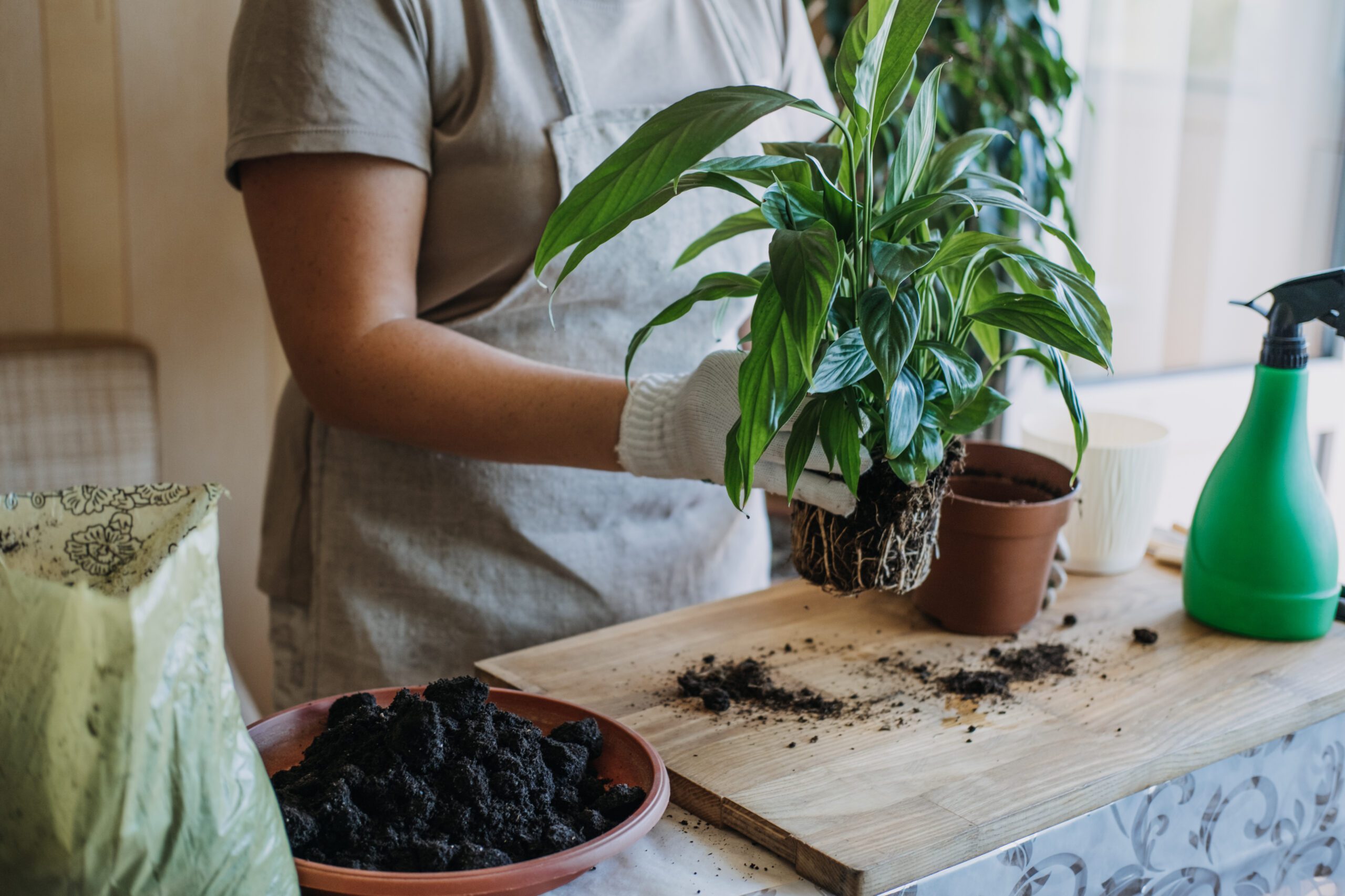 Need a Repotting Service Near Me? Heres How to Find One and What to Expect from the Process.