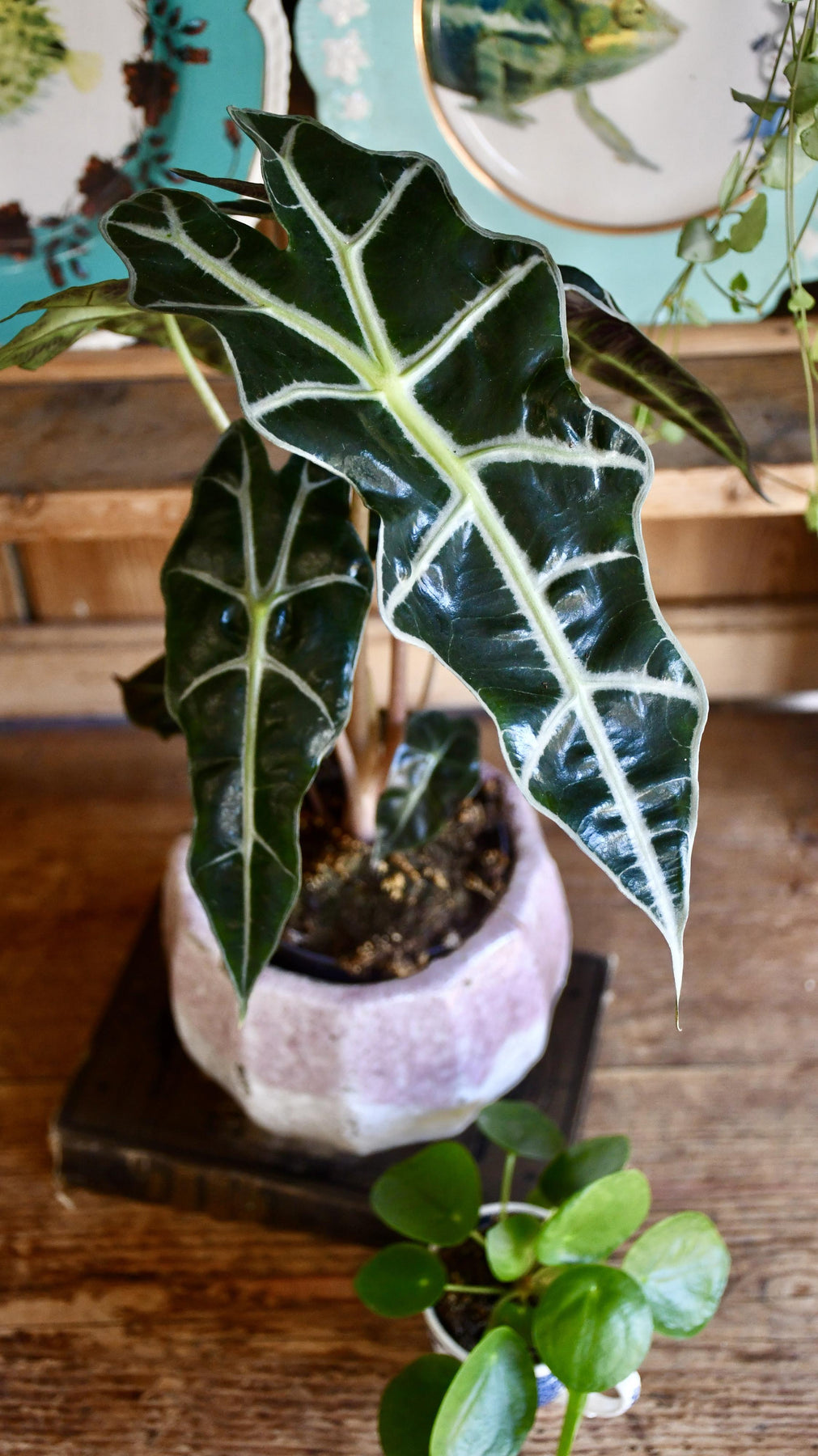 Alocasia Watering Needs: Simple Tips to Keep Your Plant Happy