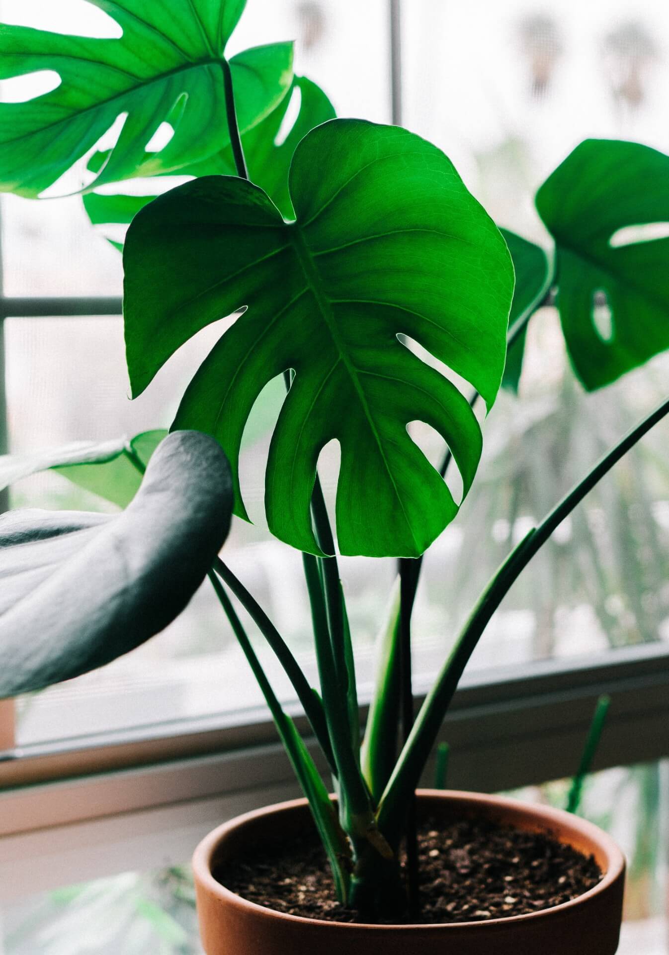 Light Plants for Beginners: Easy Care Options for Your Home and More Details You Need to Know!