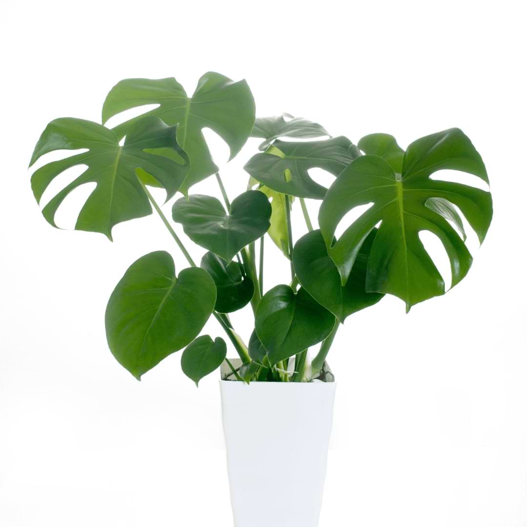 Can Monstera Survive in Cold? Understanding the Lowest Temperature Limits