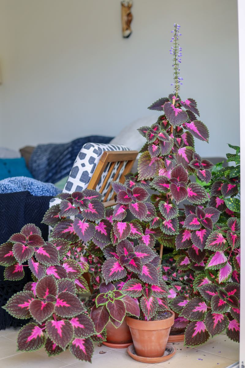 Coleus Plant Indoor Care: How to Keep Your Plant Healthy!