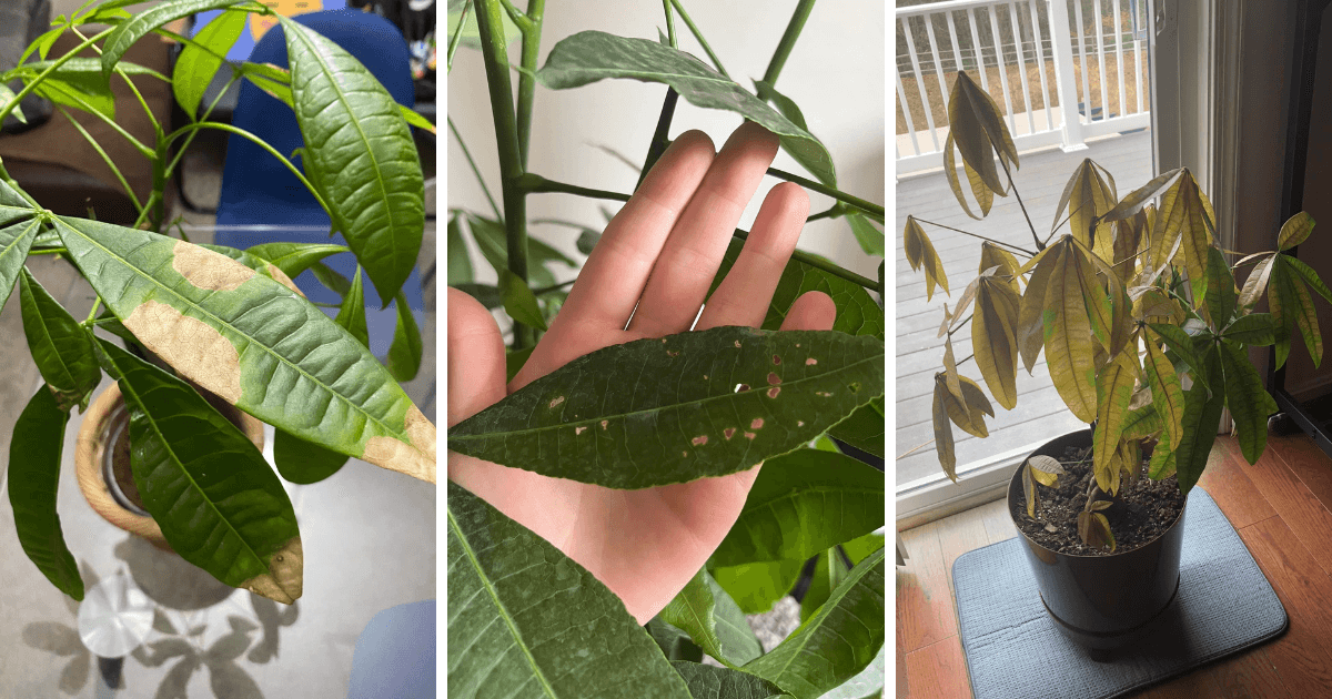 Avoid these common money tree plant diseases and keep your plant healthy