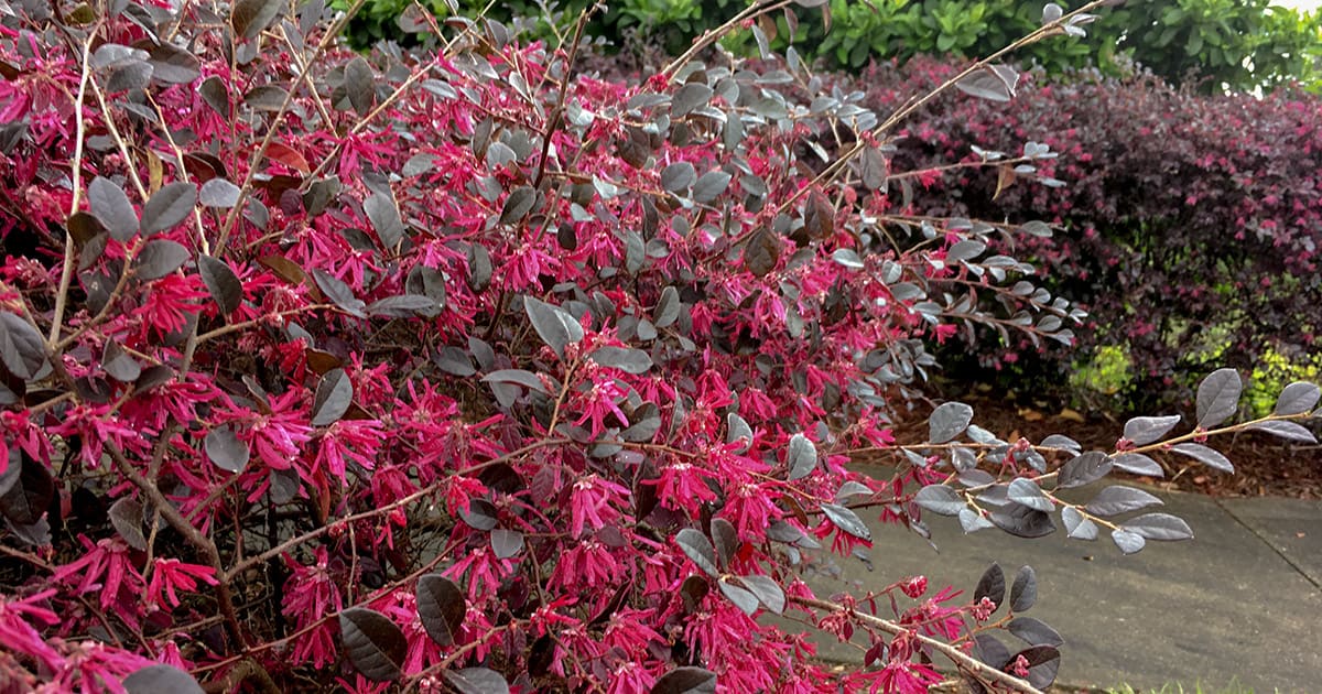 When to Prune Loropetalum? A Guide for Proper Timing