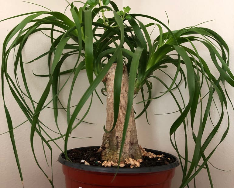 Ponytail Palm Temperature Tolerance: Tips for Thriving in Different Climates