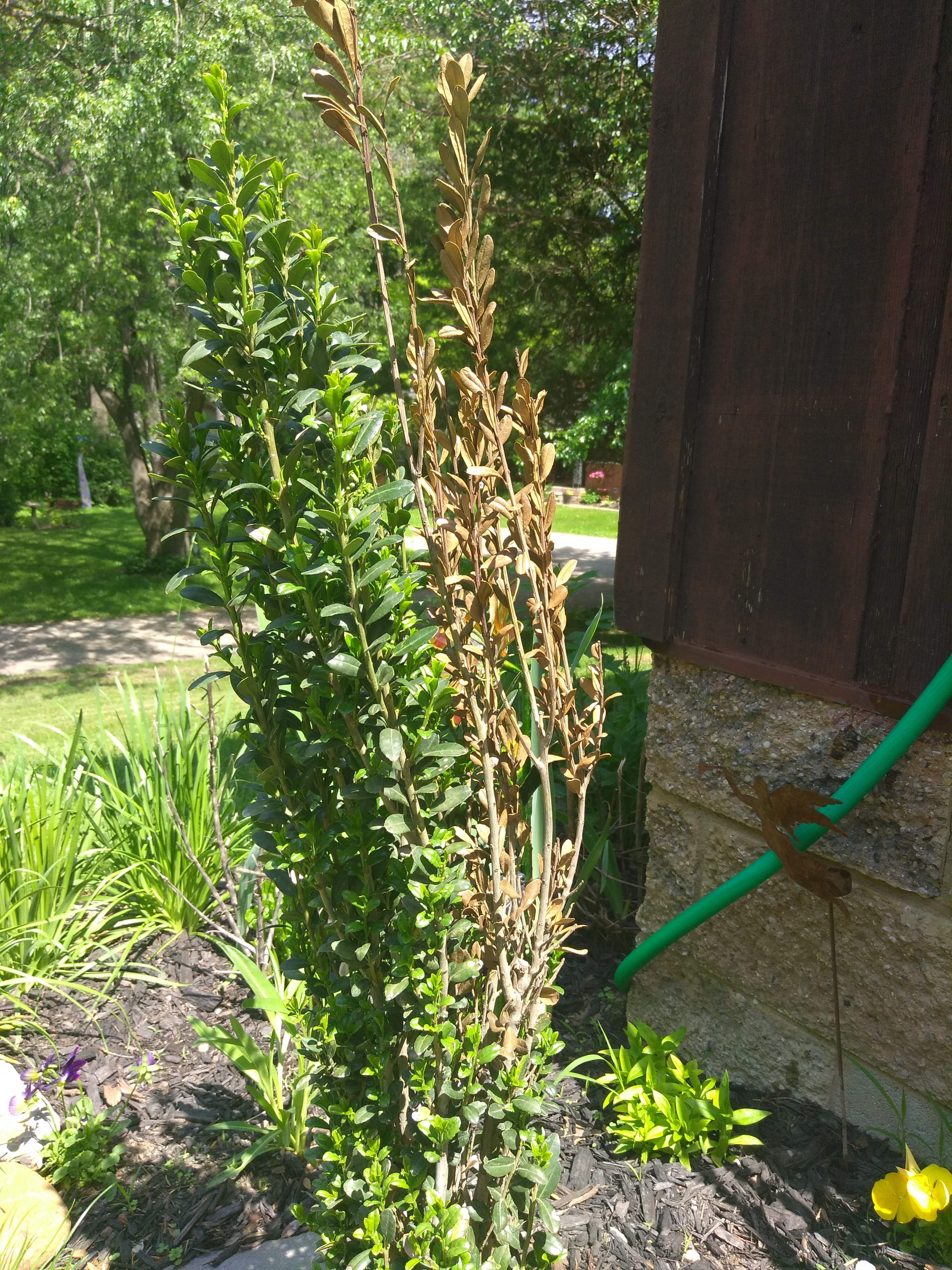 Sky Pencil Holly Diseases: What to Do When Problems Arise