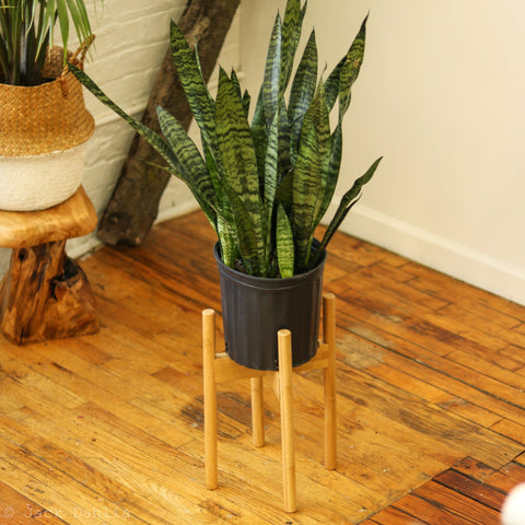 Cool Snake Plant Plant Stand Ideas for a Stylish Home Look