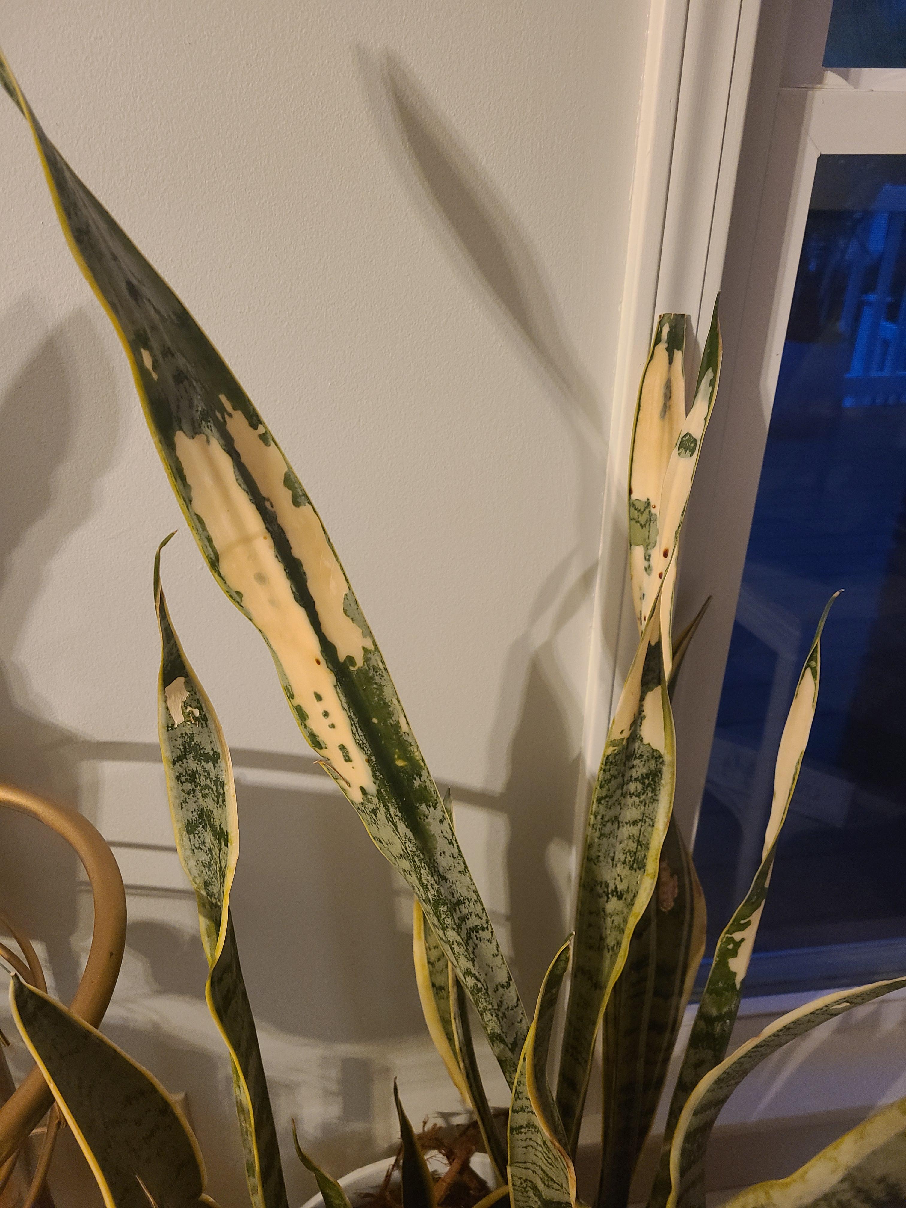 Snake Plant Temperature Tolerance: How Low Can They Go?