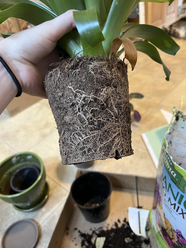 Help! My Bromeliad Needs Repotting: Repotting Bromeliad
