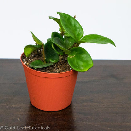Best Hoya Chelsea Care Guide: For Healthy Growth!