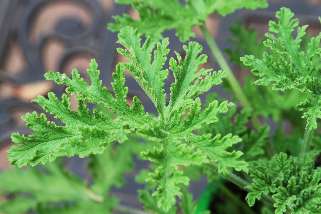 How to Prune Citronella Plants (Simple Steps for a Healthy Garden)