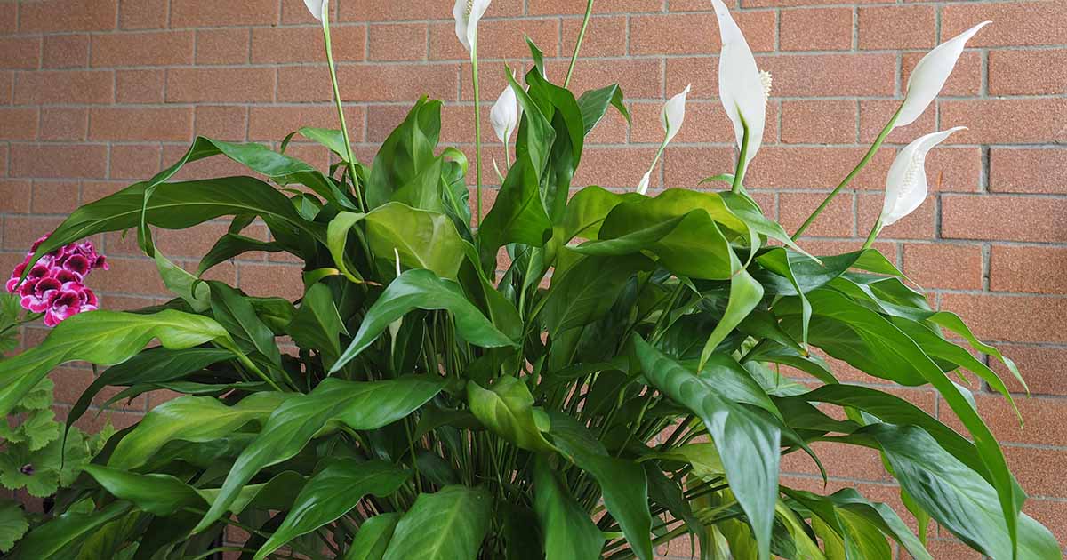 See Lily Diseases Pictures: Learn to Spot the Signs