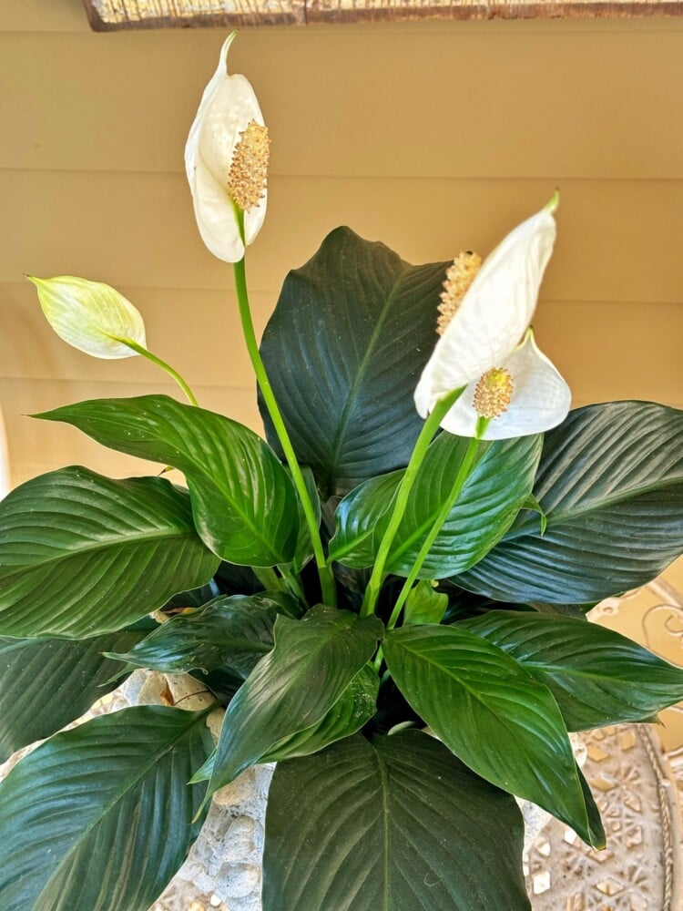 White Anthurium Peace Lily Temperature Guide: How to Keep Your Plant Happy (Avoid These Mistakes)