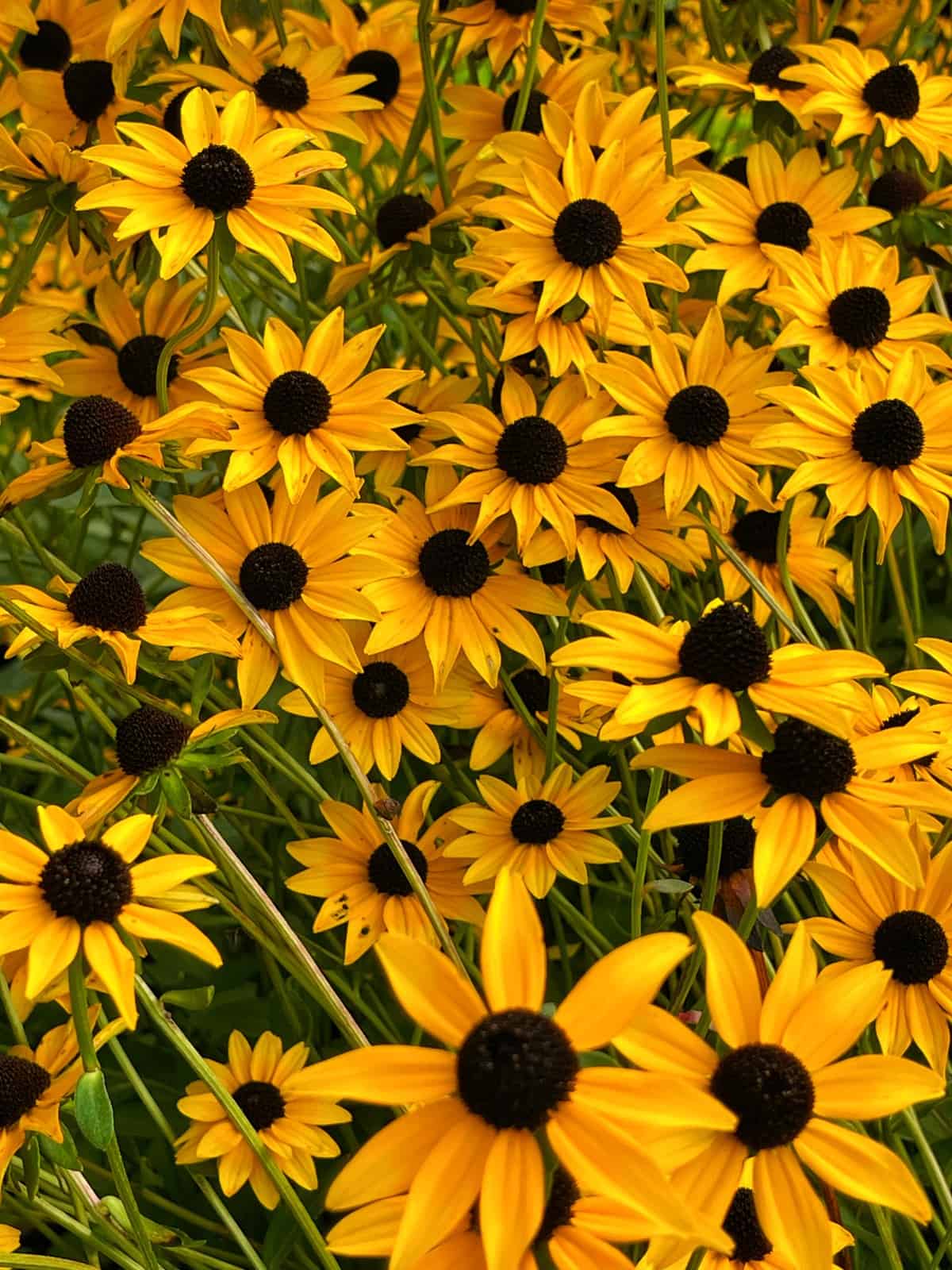 Black Eyed Susan Pests Diseases: A Beginners Guide to Healthy Plants!