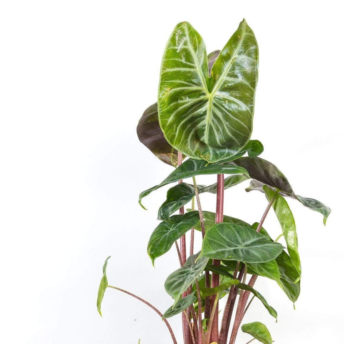 Alocasia Watering Needs: Tips to Keep Your Plant Happy