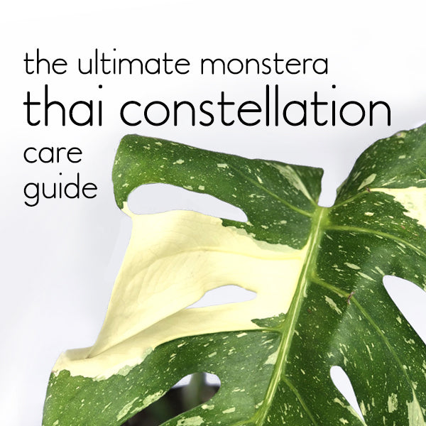 Monstera Thai Constellation Soil: Avoid These Common Mistakes (Expert Advice)