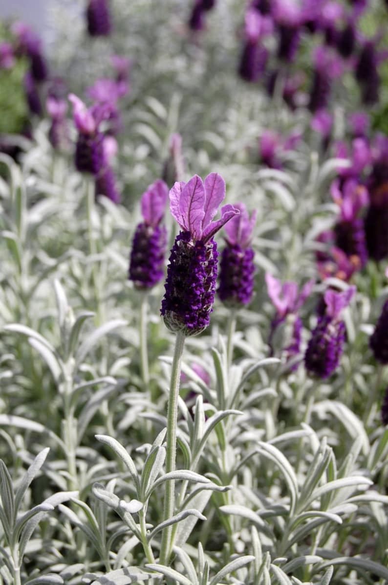 Anouk Lavender Care for Beginners: Getting Started (Complete Guide to Grow Like a Pro)