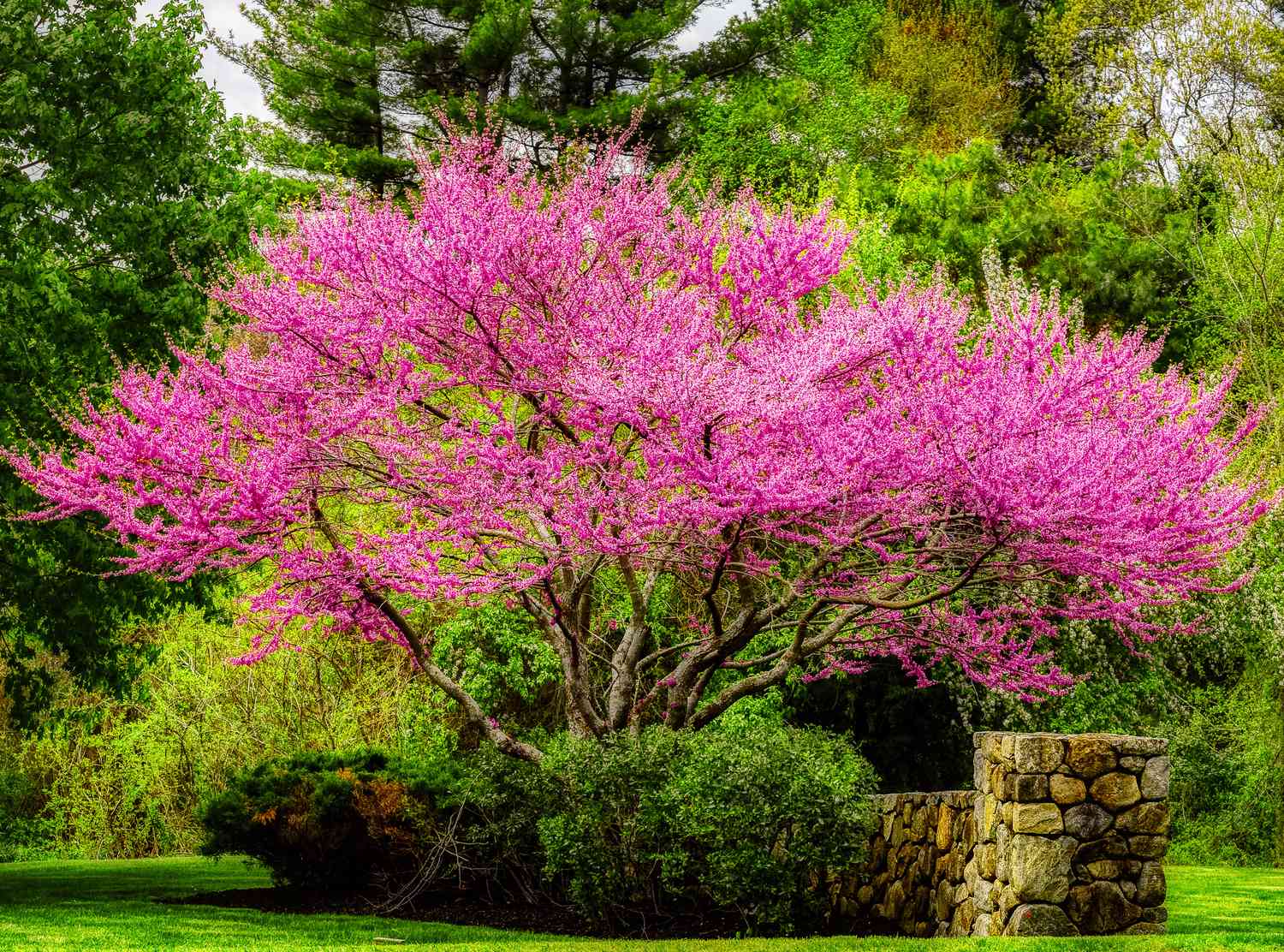 Plants tall and fast-growing: What are the best choices for quick results?