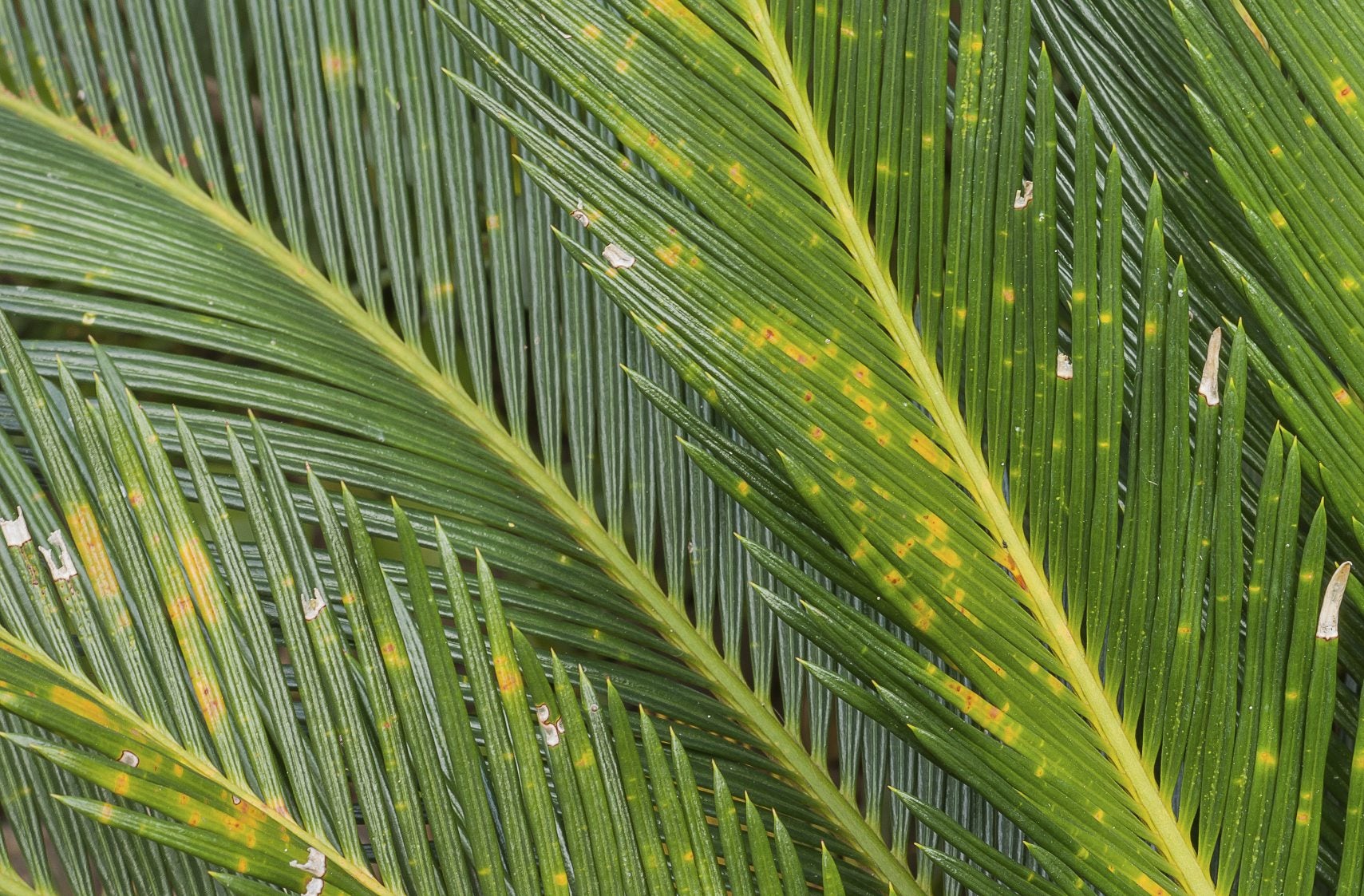 Palm tree pests and diseases: common problems and how to deal with them