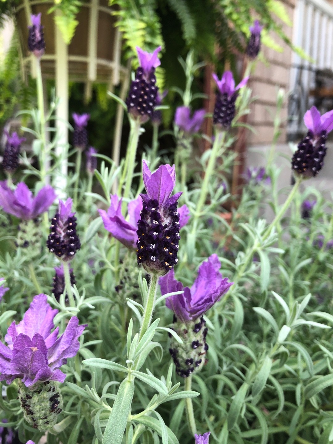 Grow Beautiful Anouk Lavender: Care Guide (Everything You Need for Planting Success)