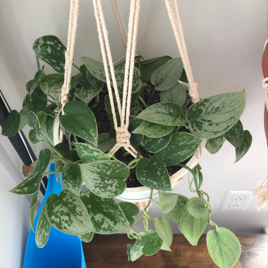 What Temperatures Can Pothos Tolerate? Avoid Temperature Stress for Your Plant!