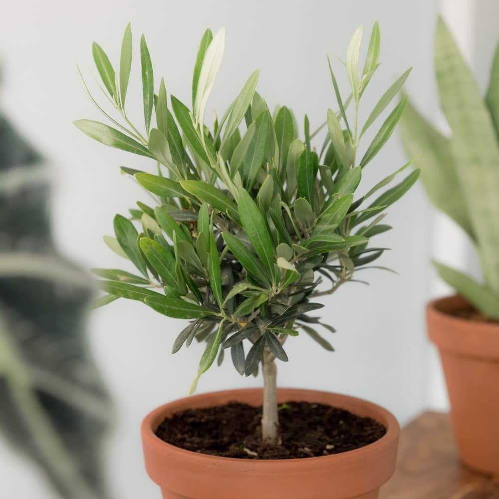 Olive Tree Watering: How Often and How Much is Best?