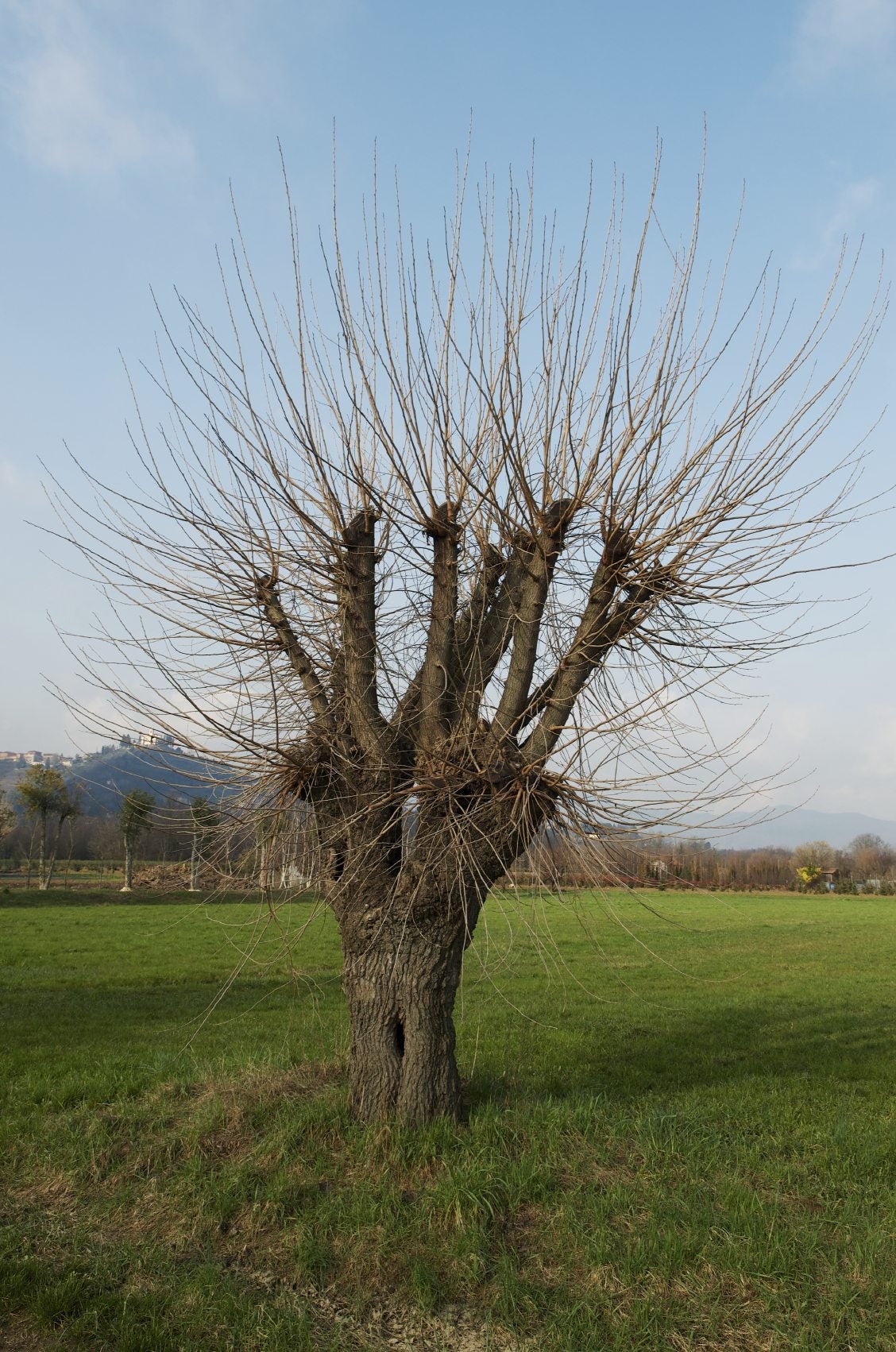 Fruitless Mulberry Tree Pruning: Easy Steps | Get Your Mulberry in Shape!