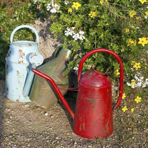 Unusual Watering Cans: Where to Buy Them Online