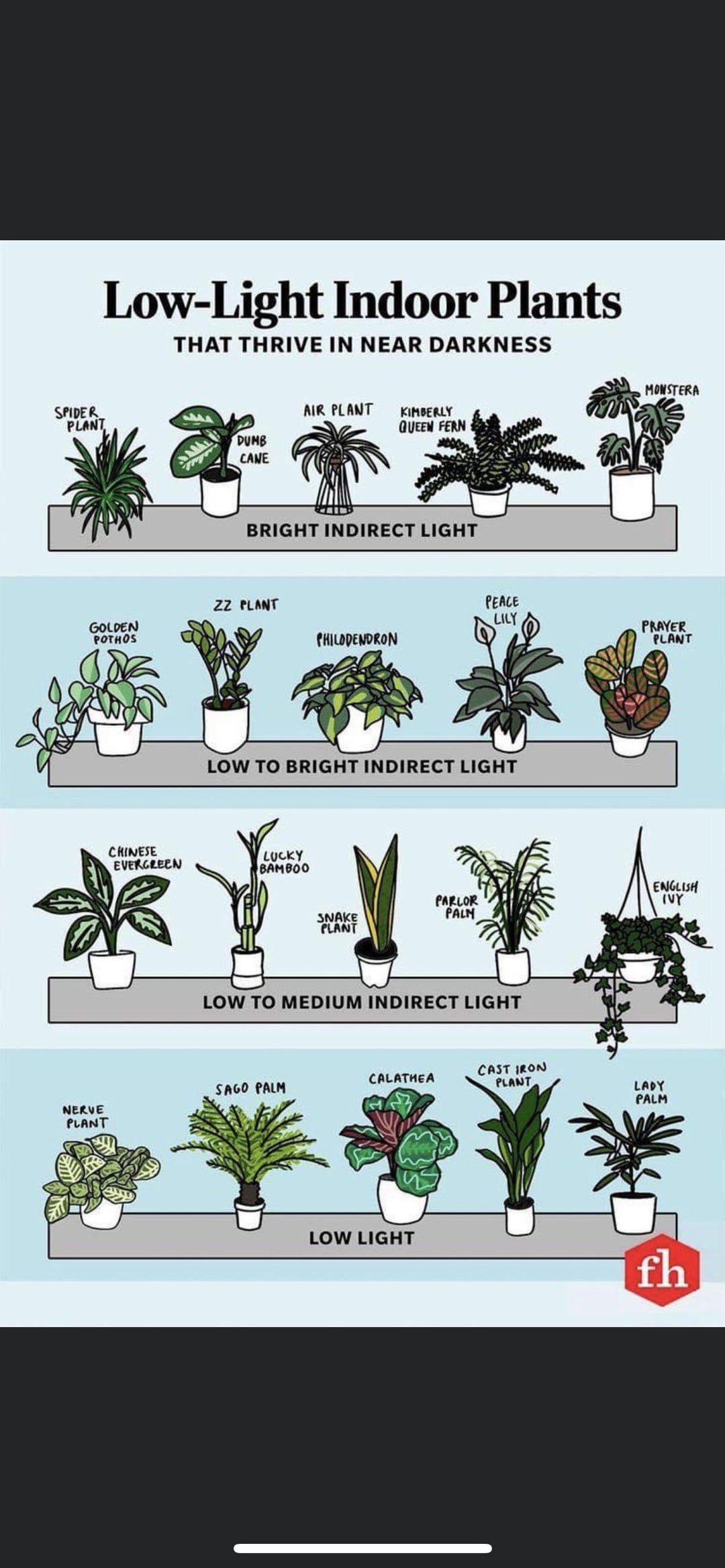 Help! What Does Low Light Mean For Plants? Grow Healthy Plants Indoors