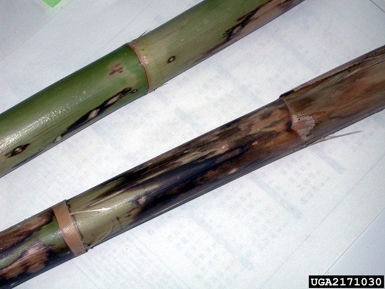 Bamboo Diseases Photos: How to Identify and Treat Them