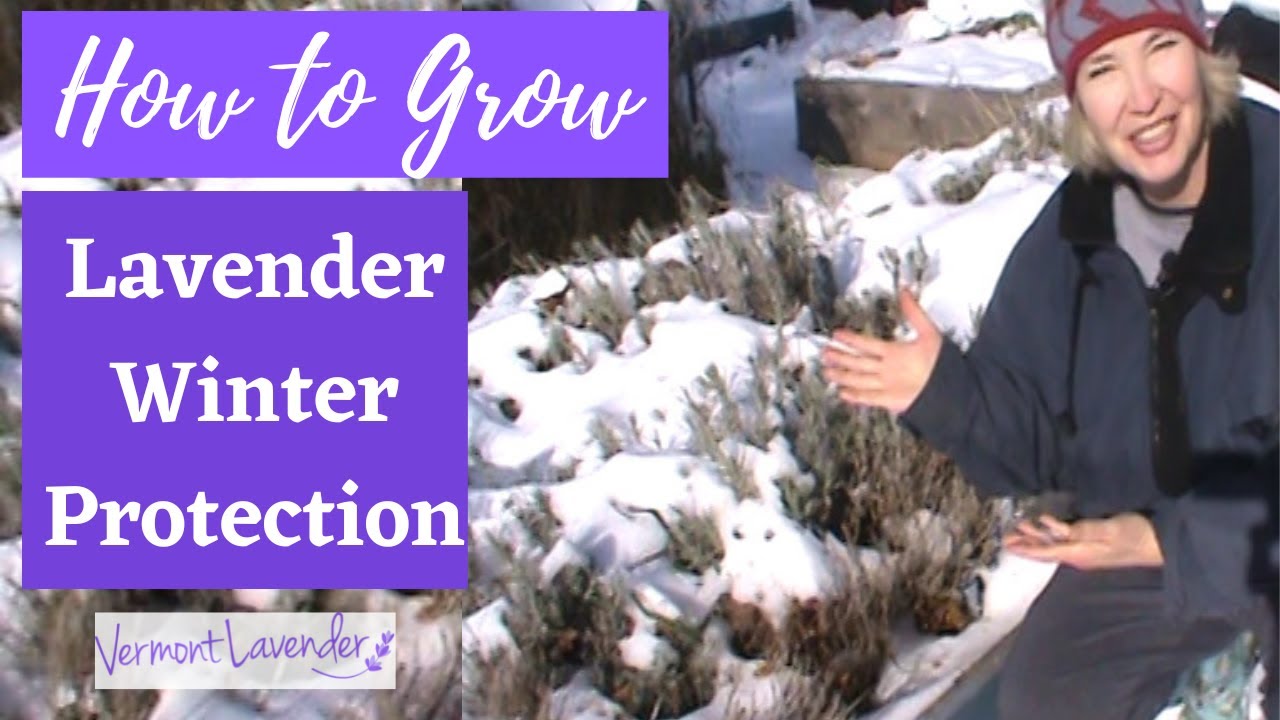 How to Care for Lavender in the Winter Protecting Your Lavender