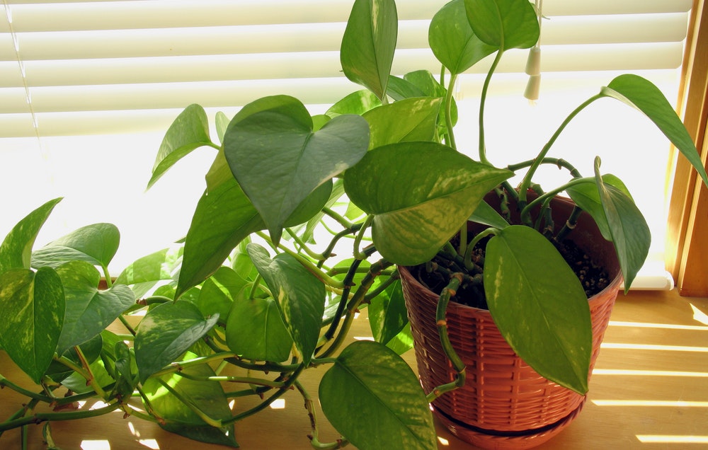 How Much Sunlight Do Pothos Need Daily? The Secret to Lush Growth!