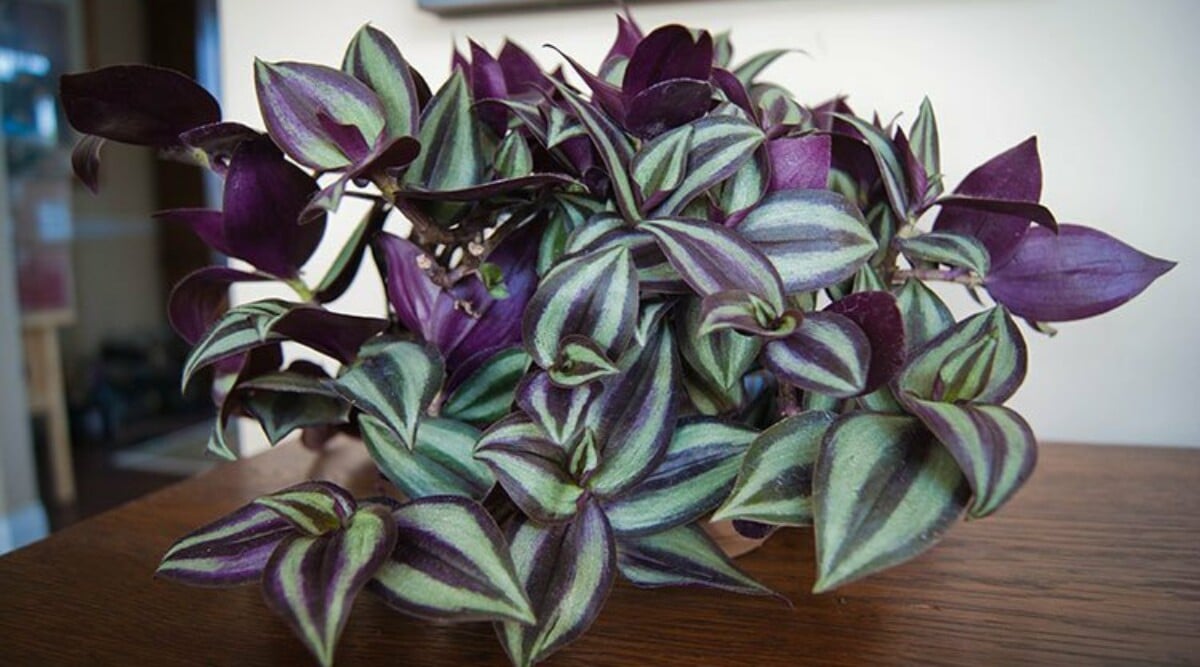 Wandering Jew Repotting: Common Mistakes to Avoid (Learn from My Experience)