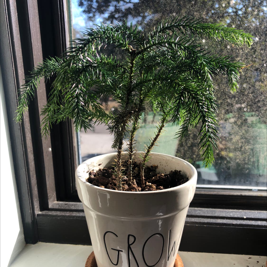 Norfolk Pine Potting Soil Secrets, what kind of soil you should never choose for your plants.
