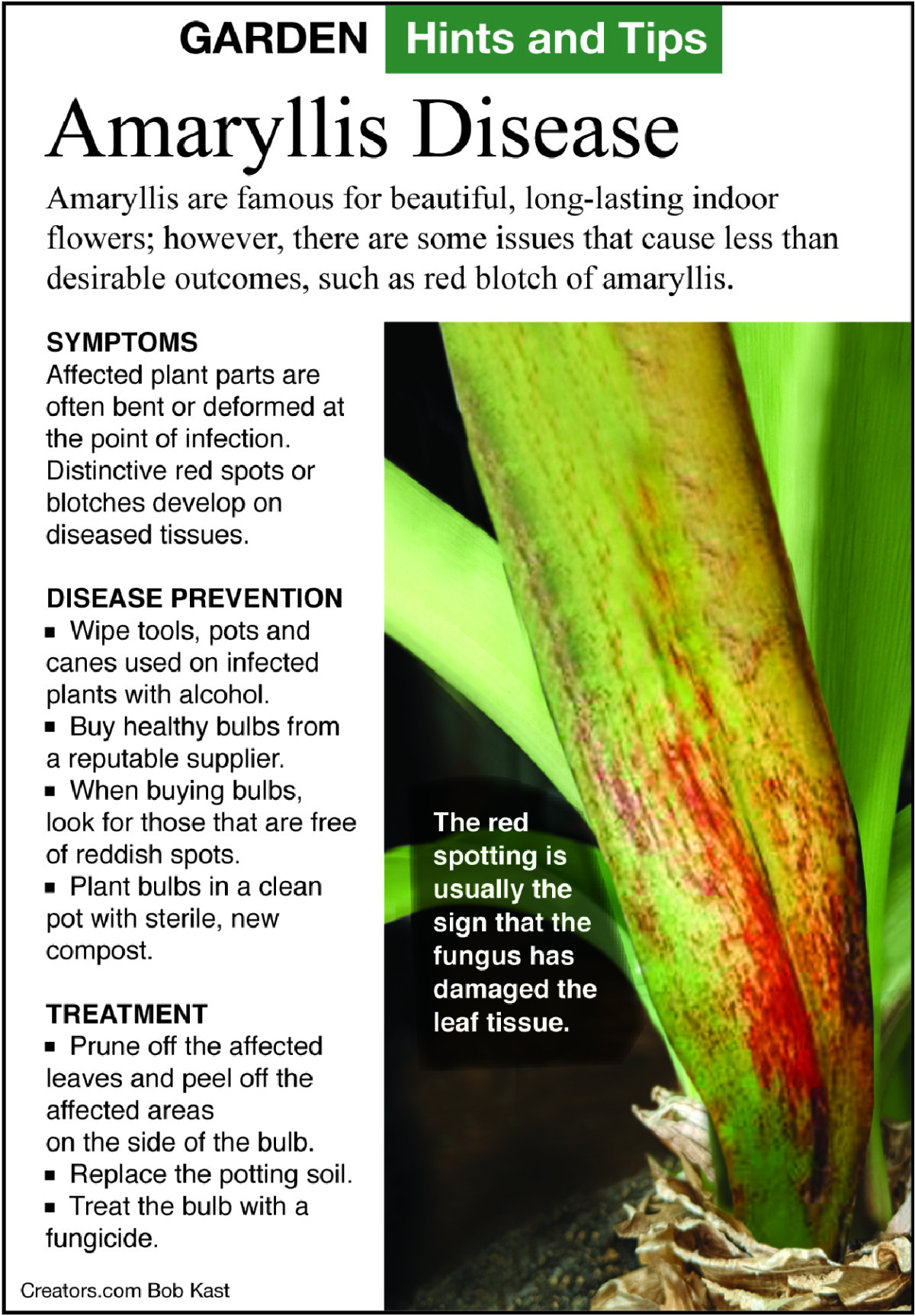 Amaryllis Diseases Pictures: Identify Common Problems And Solutions Easily
