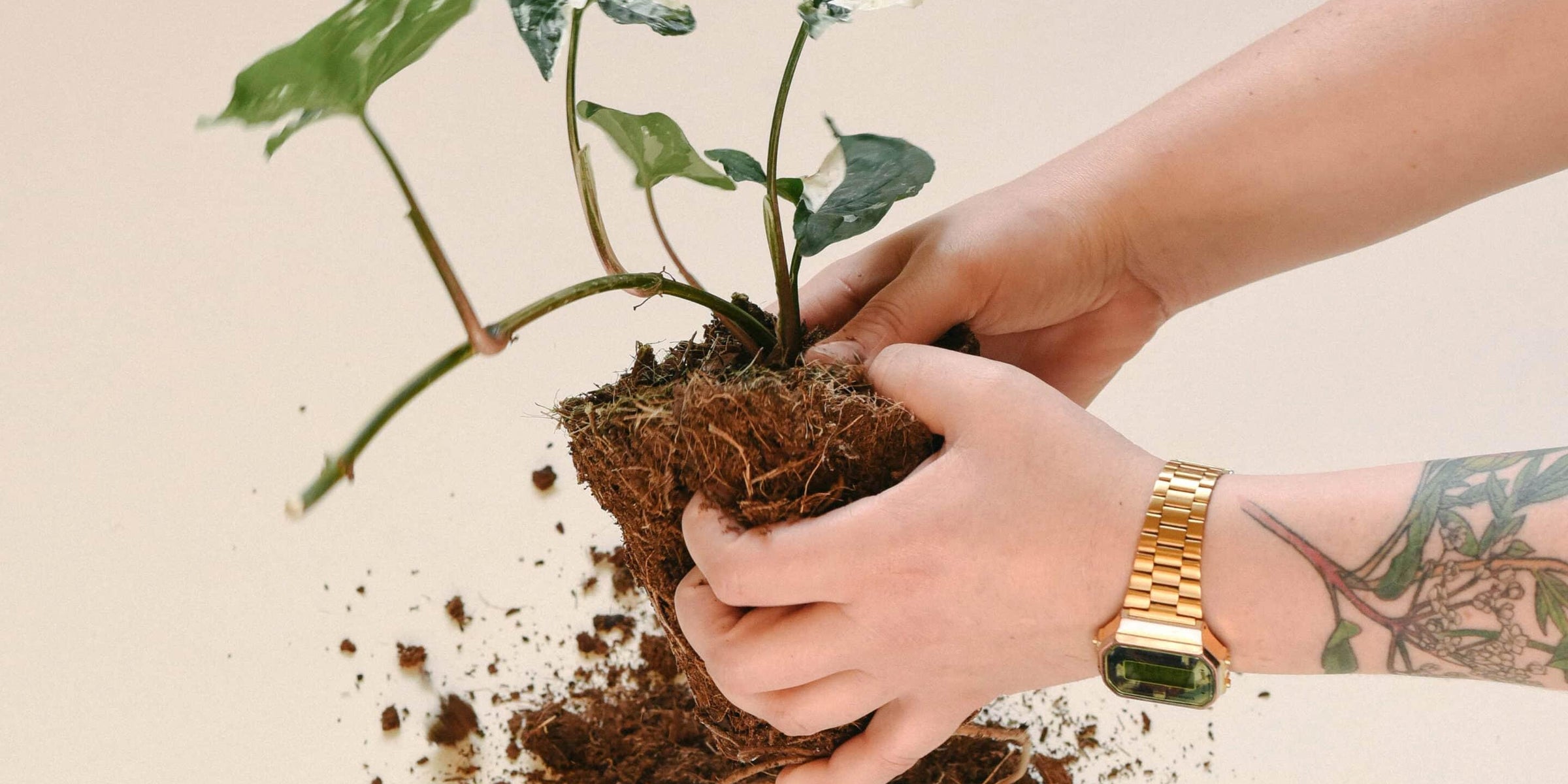 Repotting Plants in Winter: Is It Safe? A Simple Guide for Plant Lovers