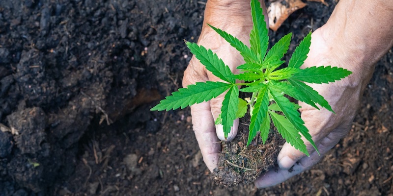 Cannabis repotting tips and tricks. Learn from experienced growers now!