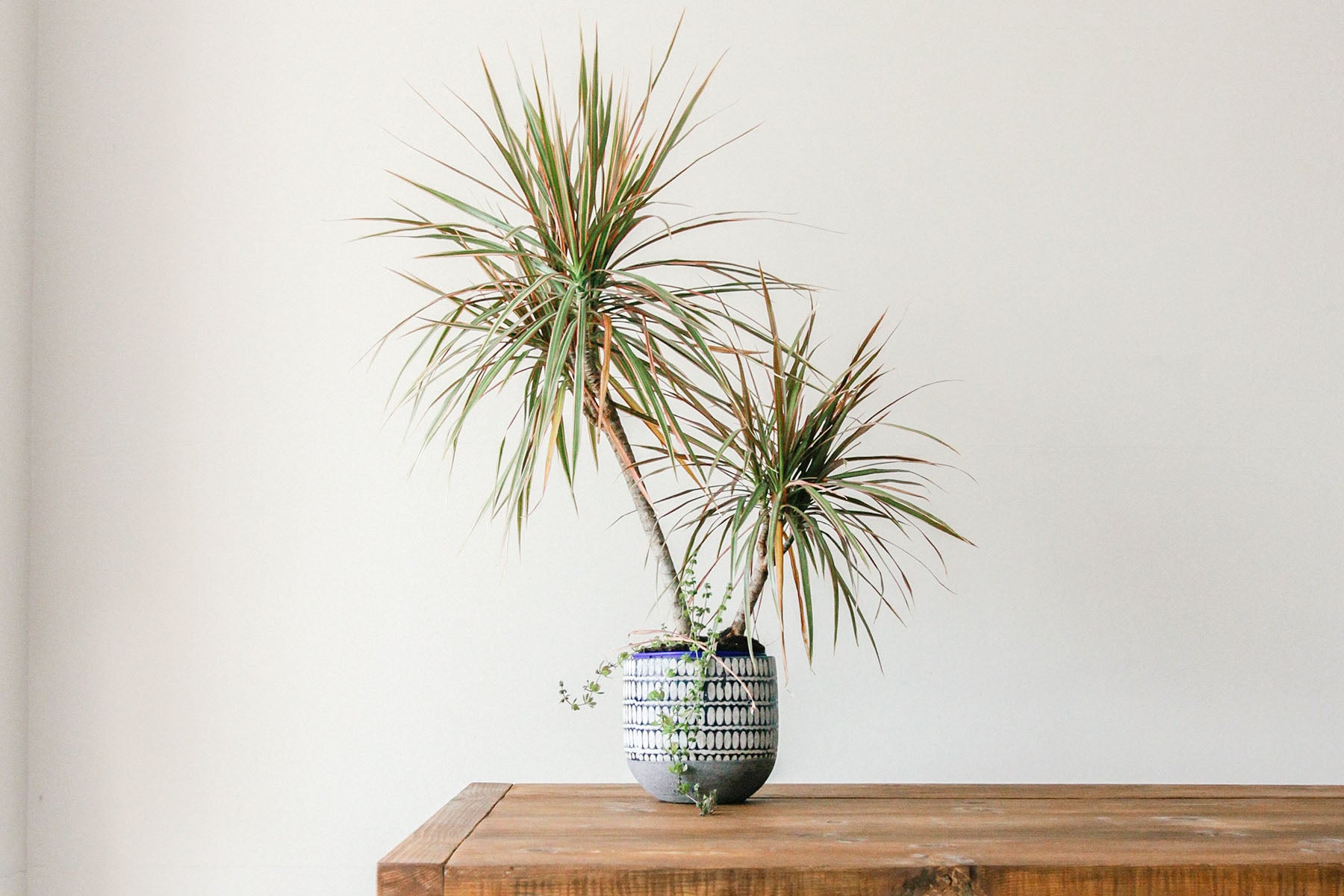 Dracaena Braid Care: Your Ultimate Guide to Avoid Mistakes!