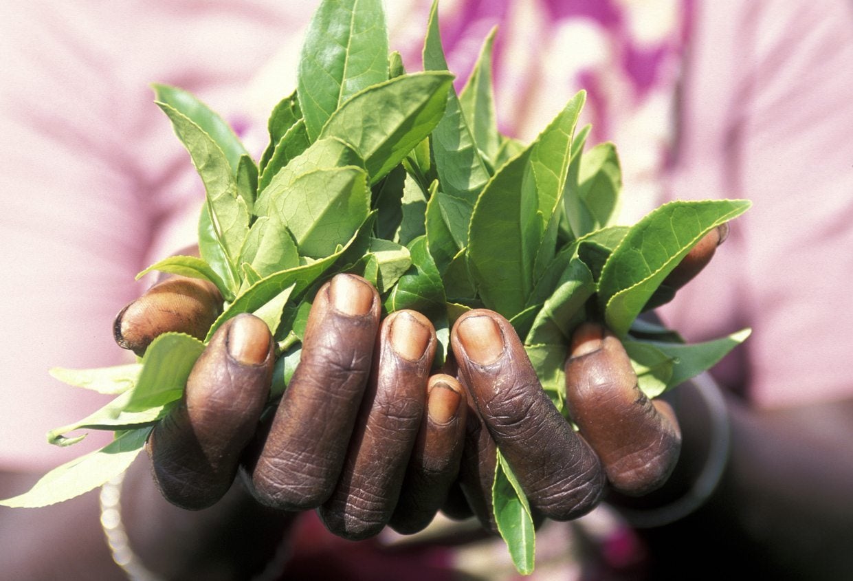 Pruning Tea: Best Tools and Techniques (Get the Job Done Fast)