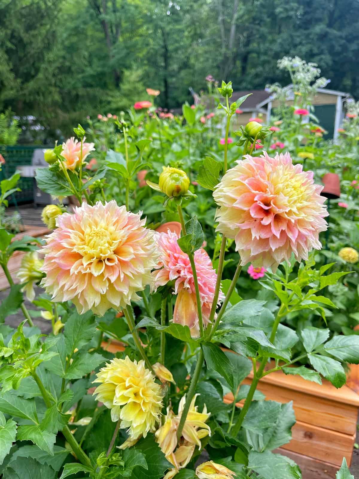 Whats the Best Way for Fall Care of Dahlias? Follow These Easy Steps for Blooming Success!