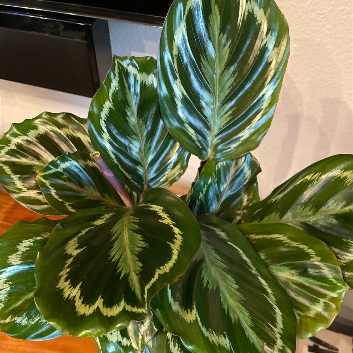 Calathea Temperature Tolerance Explained! Find Out the Best Temperature for Your Plant.