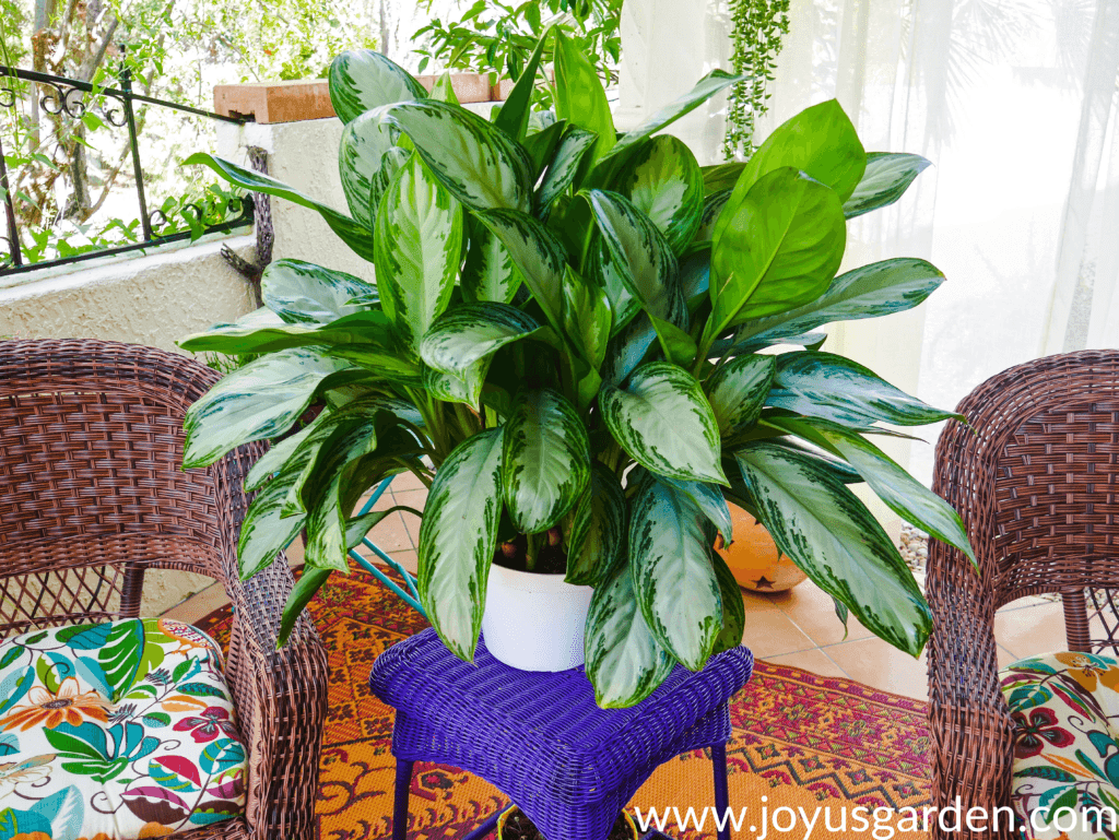 Need to prune your Chinese evergreen? Check out these tips to do it right!