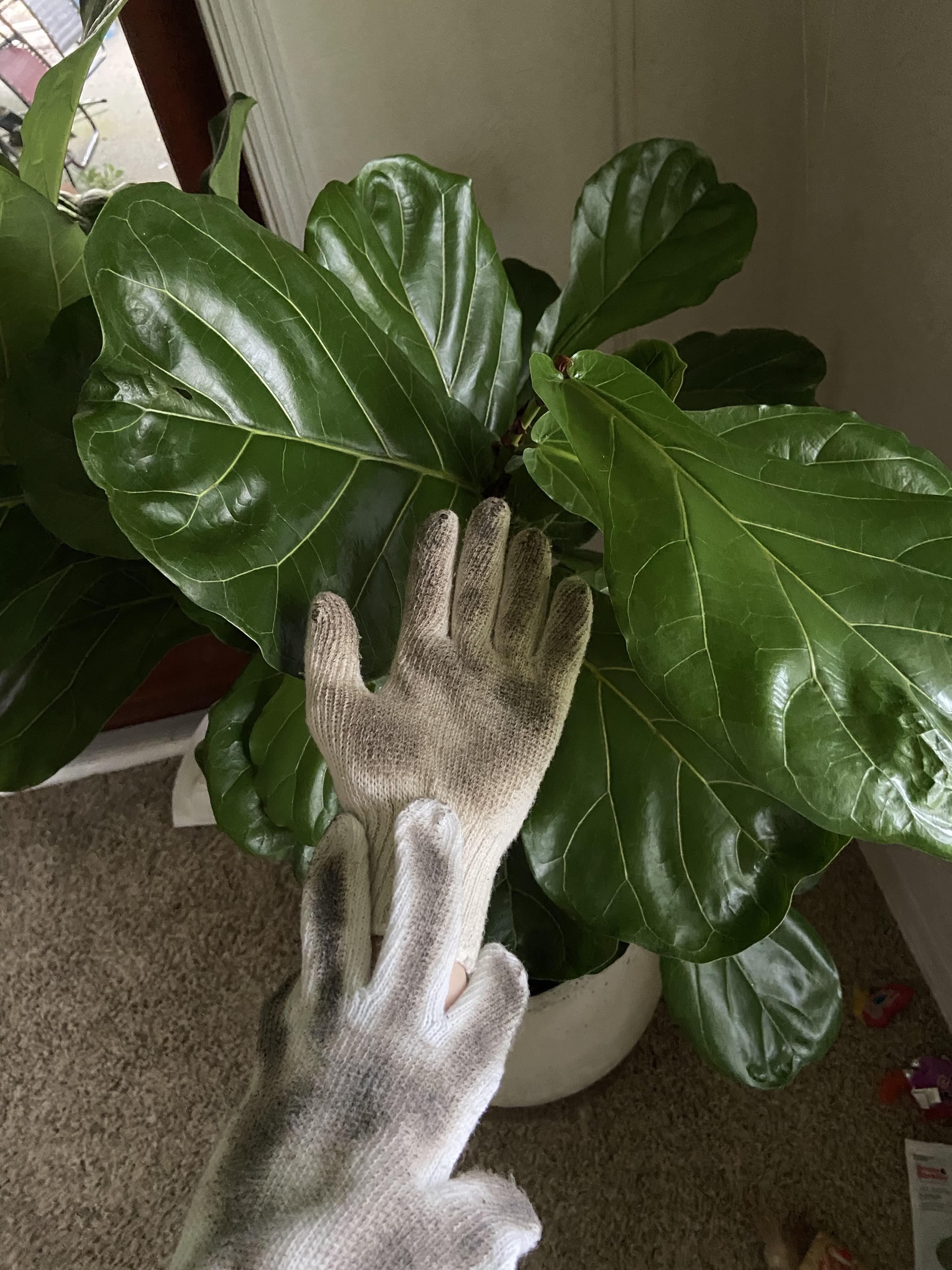 Leaf Cleaning Gloves vs. Other Methods: Which is Best for Your Plants?