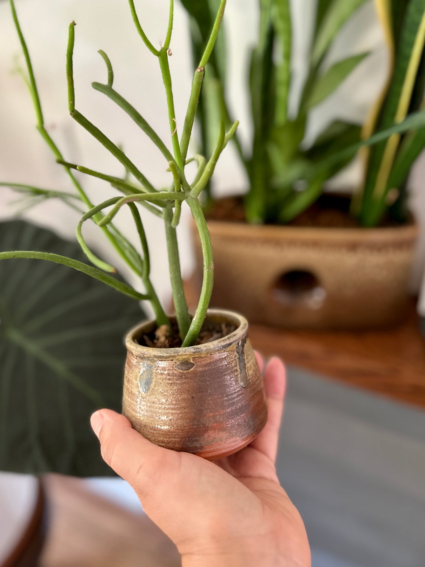 Choosing Plants for Little Pots: Find Your Ideal Match!
